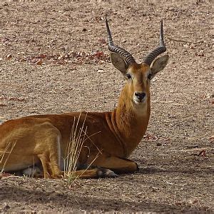 Kob Wildlife Benin | AfricaHunting.com