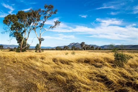 Grassland landscape in the bush with Grampians mountains in the background, Victoria, Australia ...