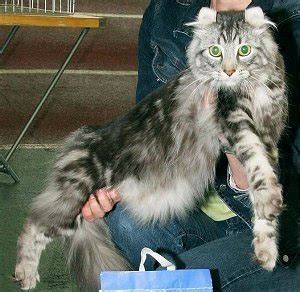 BREEDS CATS: ACL American Curl Longhair