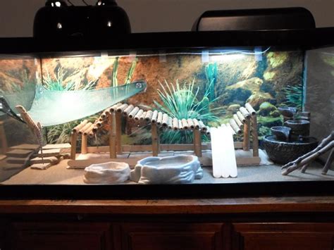 Bearded Dragon Enclosure