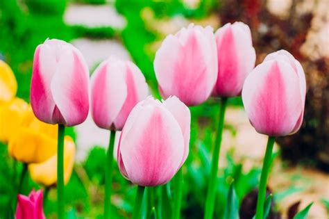 Premium Photo | Pink tulips blooming in the garden.