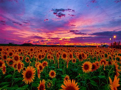 Sunflower Sunset Wallpapers - Wallpaper Cave