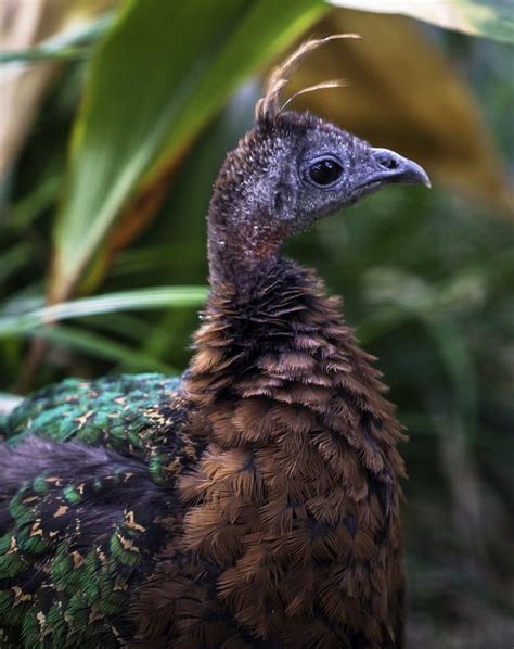 Congo Peafowl (female) - Afropavo congensis | Birds-Phasianidae-Peafowl | Pinterest | Photos ...