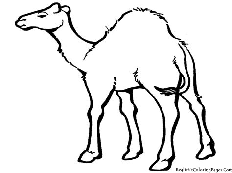 Cartoon Desert Animals - ClipArt Best