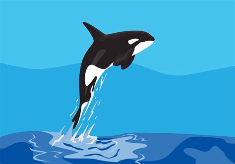 Killer Whale Cartoon Colored Clipart Illustration Vector Art At | The Best Porn Website