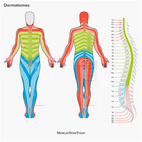 Dermatomes Diagram | Quizlet