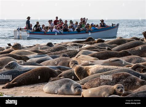 Common Seals on Blakeney Point Norfolk England Stock Photo - Alamy