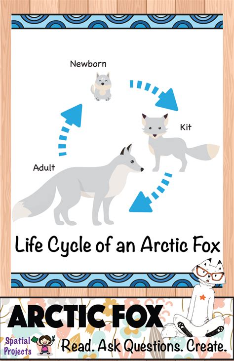 Arctic Fox Life Cycle Diagram