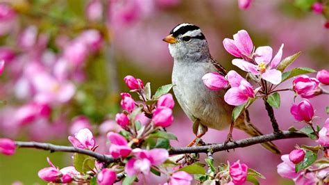 Flowers And Birds Wallpapers - Wallpaper Cave