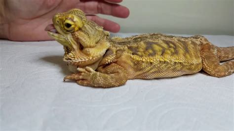 Bearded Dragon Bone Disease - Captions Profile