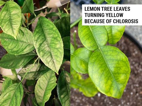 6 Reasons Your Lemon Tree Leaves Are Turning Yellow – World of Garden Plants