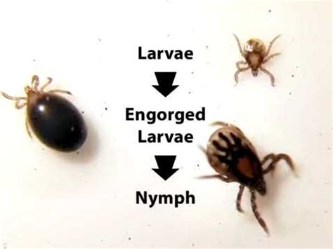 Life cycle of Babesia microti - YouTube