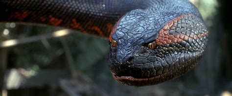 Anaconda – the world's largest snake? | DinoAnimals.com