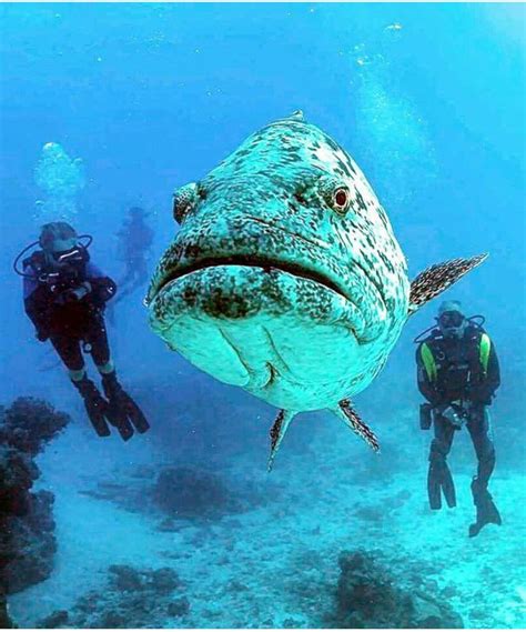 Underwater wildlife | Beautiful sea creatures, Deep sea creatures, Ocean animals