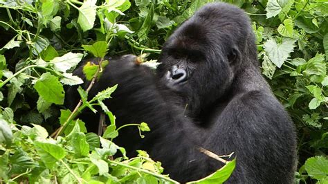 Congo gorilla families - the gorilla families of congo