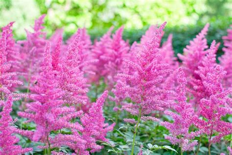 Astilbe: A Gem in the Shade Garden