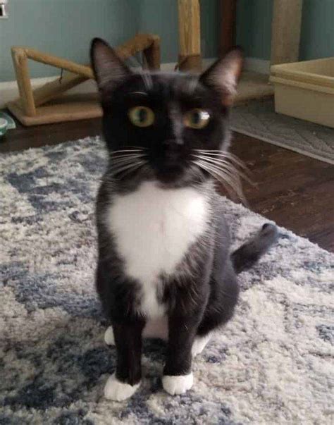 Las Vegas NV - Adorable Female Tuxedo Cat For Private Adoption to Loving Home - Adopt Deb