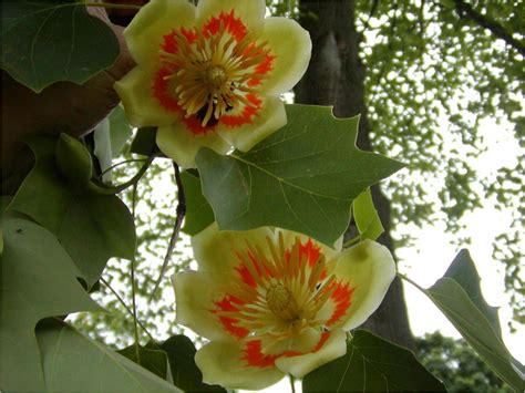 Tulip Poplar Tree in bloom Orange Flowers, Colorful Flowers, Spring Flowers, Tulip Poplar Trees ...