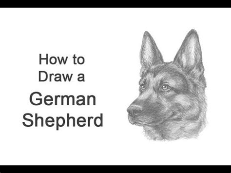 Fabulous Info About How To Draw A German Shepherd Head - Soundtwo