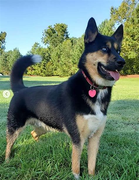 Introducing You To The Blue Heeler Husky Mix: The Ausky Guide