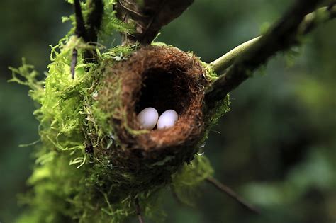 Bird Lays the Smallest Egg - The Knowledge Library