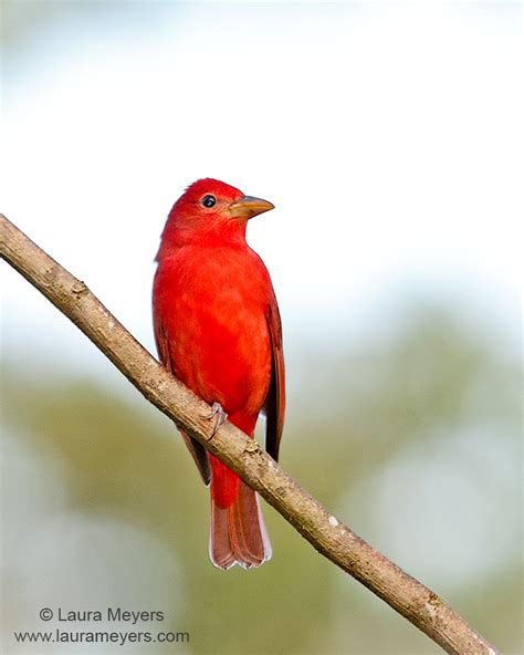 Summer Tanager Male - Laura Meyers Photograpy