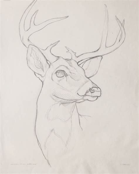 Animals Easy Deer Pencil Drawing - bmp-clown