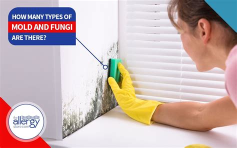 How Many Different Types of Mold and Fungi are There?