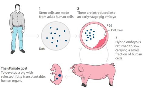 Milestone Breakthrough: Scientists Create the First Human-Pig Hybrid Embryo