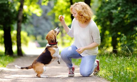 CPD Certified Professional Dog Trainer – The Animal Care