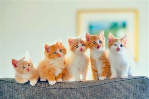 5 Cute Kittens Wallpaper - Kitten Baby Cute Cat -HD Wallpaper | Kitten wallpaper, Kittens cutest ...