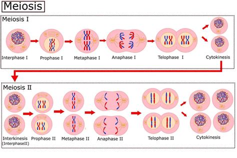 Meiosis Diagram Cell Division Vector Illustration Cartoondealer | The Best Porn Website