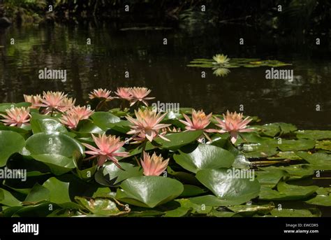 pink water lily on top of a koi pond in Southern California Stock Photo - Alamy