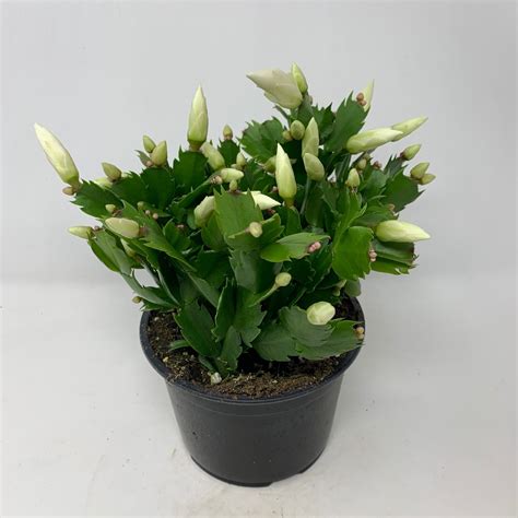 4" Christmas Cactus - White - Flowers Talk Tivoli