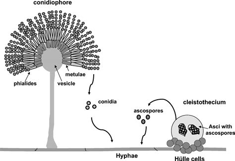 Reproduction in Organisms - Study Material for NEET (AIPMT) & Medical Exams | askIITians