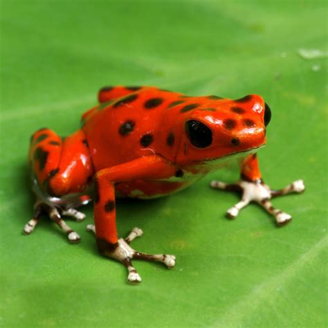 Poison Dart Frog | Rainforest Alliance