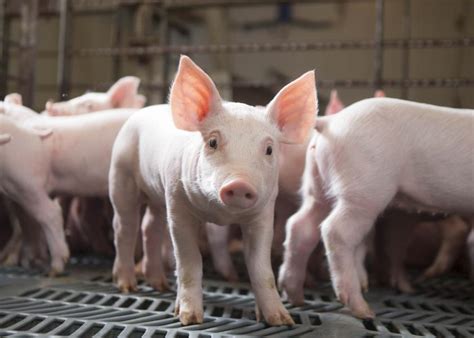 60 Minutes Missed Critical Details in Pig Farming Report, NPPC Says | Pork Business