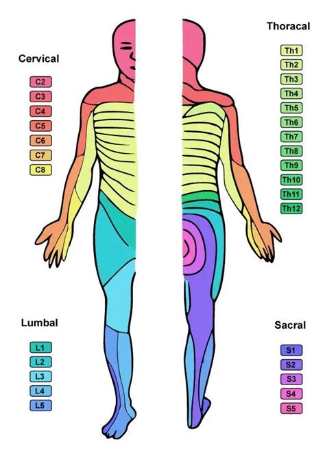 Cervical Dermatome Pain Pattern | SexiezPicz Web Porn