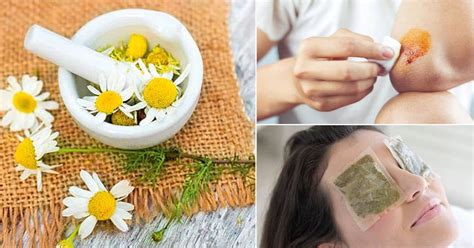 8 Surprising Chamomile Benefits for Skin ⋆ Bright Stuffs