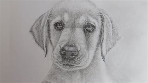 Realistic Drawings Of Puppies