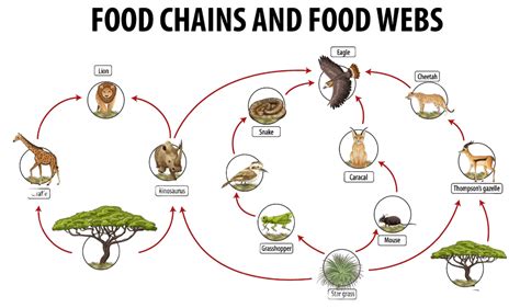 Pôster Educacional De Biologia Ilustrando Teias Alimentares E Diagramas De Cadeias Alimentares ...