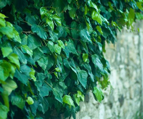 Best climbing plants for shade: 10 | Homes & Gardens