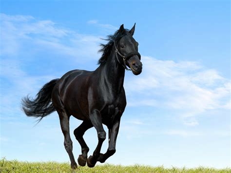 Running Black Horse Hd Wallpaper Download - Daune Eolande