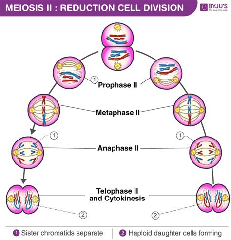 Meiosis Ii Phases And Significance Of Meiosis Ii Cell Division | Porn Sex Picture