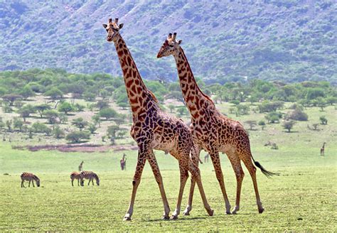 Animals in Ngorongoro Crater | Ngorongoro Conservation Area