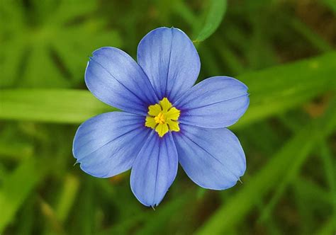 10 Texas Springtime Wildflowers