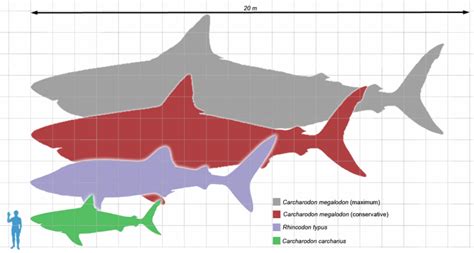 Megalodon Vs. Great White Tooth Size - FossilEra.com