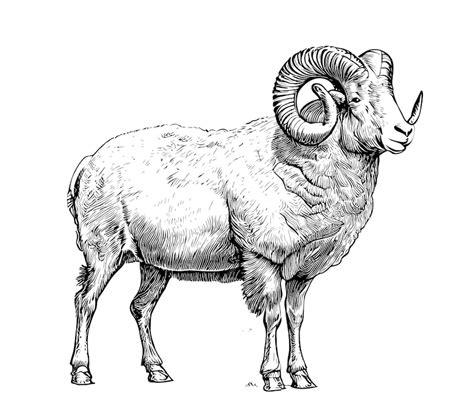 Premium Vector | A drawing of a ram with horns and horns.