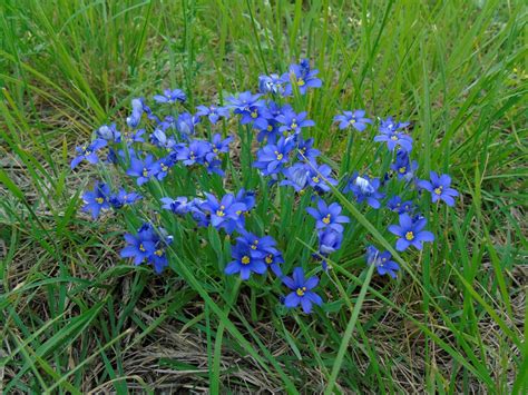 Blue Wildflowers In Texas - Texas Hill Country Wildflower Identification Guide : The texas hill ...