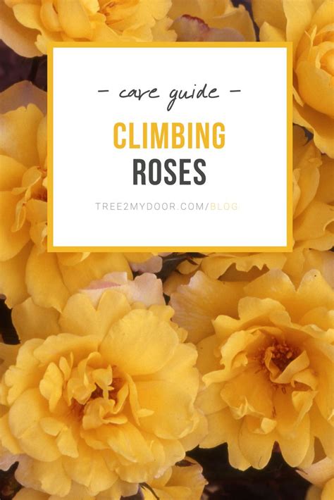 Climbing Rose Bush Care Guide